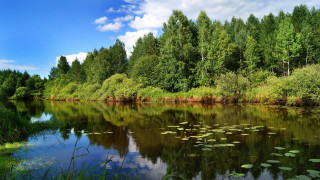 Lake trees water lilies clouds 2 - lily pad free wallpaper