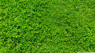Green field leaves white sign - a white sign free wallpaper