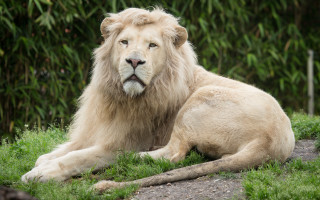 White lion green field nature - david young cameron free wallpaper