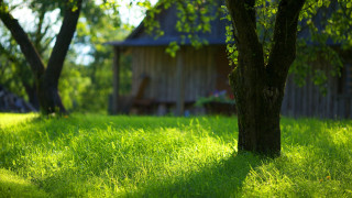 Tree grassy field shed ecological - a grassy field free wallpaper