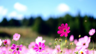 Pink flower field sky trees - a sky background and trees free wallpaper