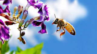 Bee purple flower blue sky - a blue sky background behind free wallpaper