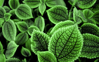 Close up green plant leaves 4 - stem free wallpaper for desktop