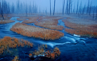 Marshy stream foggy forest nature - the air above free wallpaper for desktop