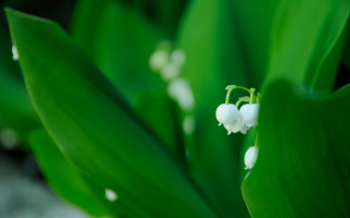 White flower macro shallow depth - free spring wallpaper