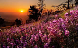Purple flowers sunset hill bushes - derek hill free wallpaper for desktop