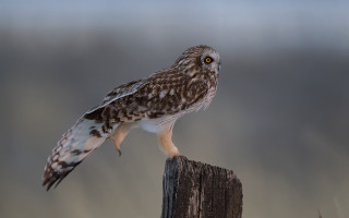 Bird perched owl gradient puzzle - a wooden post free wallpaper