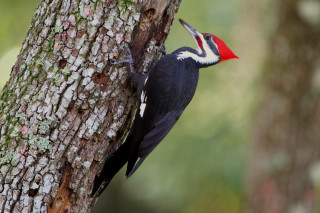 Woodpecker tree trunk beak open - a tree trunk free wallpaper