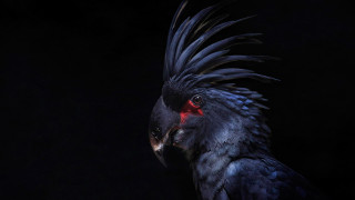 Black bird red eyes glowing - a black bird free wallpaper