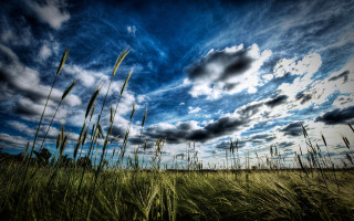Field clouds horizon mountain ocean - tall grass free wallpaper for desktop