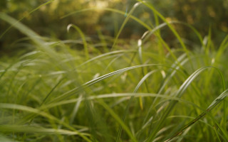 Grass trees sunlight blurry forest - the grass and trees free wallpaper