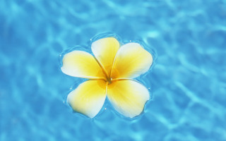 Yellow flower floating pool blue - tranquil free wallpaper