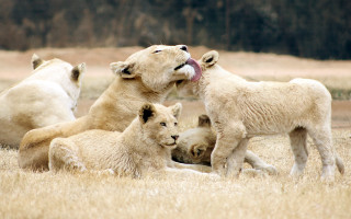 Polar bear cubs playing tongue - free animals wallpaper