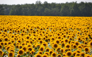 Sunflower field trees clouds yellow - andreas gursky free wallpaper