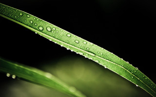 Green leaf water drops macro 44 - a green leaf free wallpaper