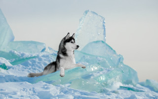 Husky jumping ice blocks snowy - husky free wallpaper