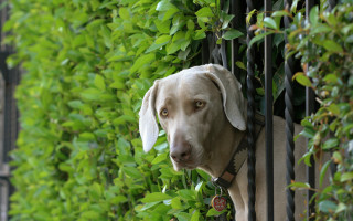 Dog gate green leaves fence - stuckism free wallpaper