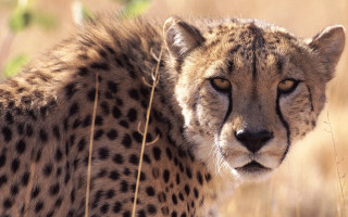 Cheetah tallgrass sad look puzzle - the tall grass free wallpaper