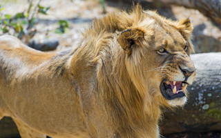 Lion open mouthed tree outdoors - mouth wide free wallpaper