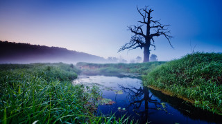 Tree field water fog landscape - alexander brook free wallpaper