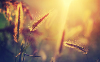 Grass sunshine anamorphic lens flare - a close up of a grass free wallpaper