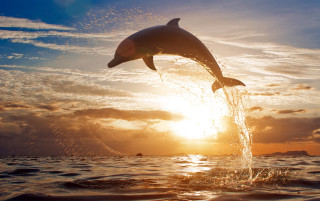 Dolphin sunset backlit ocean clouds - a dolphin free wallpaper