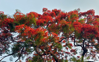 Red flower tree green leaves - bengal school of art free wallpaper
