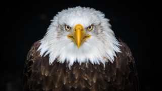 Bald eagle white head yellow 4 - yellow beak free wallpaper