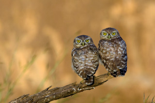 Two owls branch blurry background 2 - brown background free wallpaper
