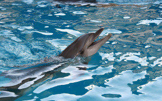Dolphin pool water rayonism digital - its mouth free wallpaper for desktop