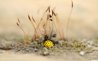 Yellow black bug dirt grass - dry free wallpaper