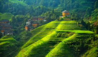 Green hillside houses trees field - a green field in the foreground free wallpaper