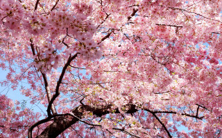 Pink sakura blossoms tree blue - aya goda free wallpaper