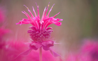 Pink flower blurry background macro 4 - a pink flower free wallpaper for desktop
