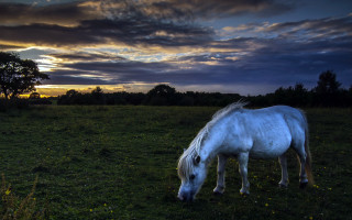 White horse grazing sunset clouds - a white horse free wallpaper
