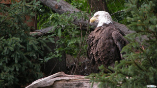 Bald eagle forest fallen trunk - tree trunk free wallpaper