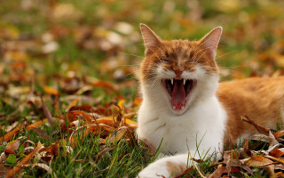 Cat yawning grass outdoors nature - its mouth open free wallpaper