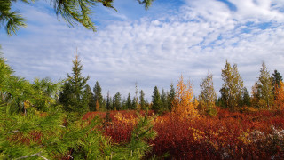 Autumn trees bushes clouds sky - free forest wallpaper