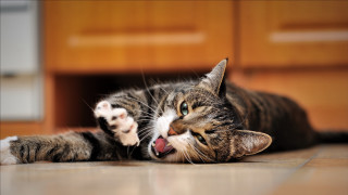 Cat yawning blue eyes blurry - sharp claw free wallpaper