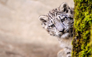 Snow leopard cub mossy tree - mossy free wallpaper for desktop