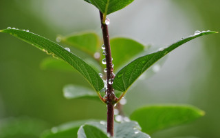Green leaf water drops macro 22 - a few other leaf free wallpaper