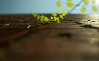 Plant sprouts wooden surface blue - octane renderer free wallpaper