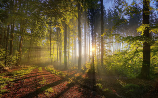 Sunbeam forest trail autumn nature - volumetric light free wallpaper for desktop