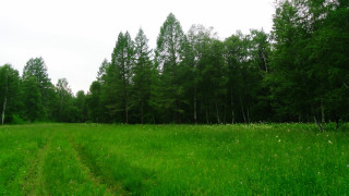 Dirt path field trees night - the background in the distance free wallpaper