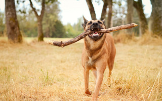 Dog running stick field trees - a stick free wallpaper for desktop