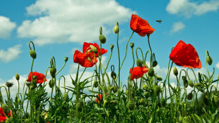 Red flower bee sunny blue - a bee free wallpaper