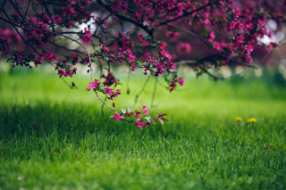 Purple flower tree bush garden - nature free wallpaper