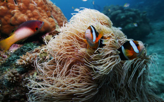 Clownfish anemone underwater nature monster - the bottom free wallpaper for desktop
