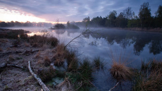 River fog dawn trees water - a few branch free wallpaper