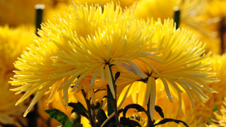 Yellow flowers grass together bunch - the stem free wallpaper